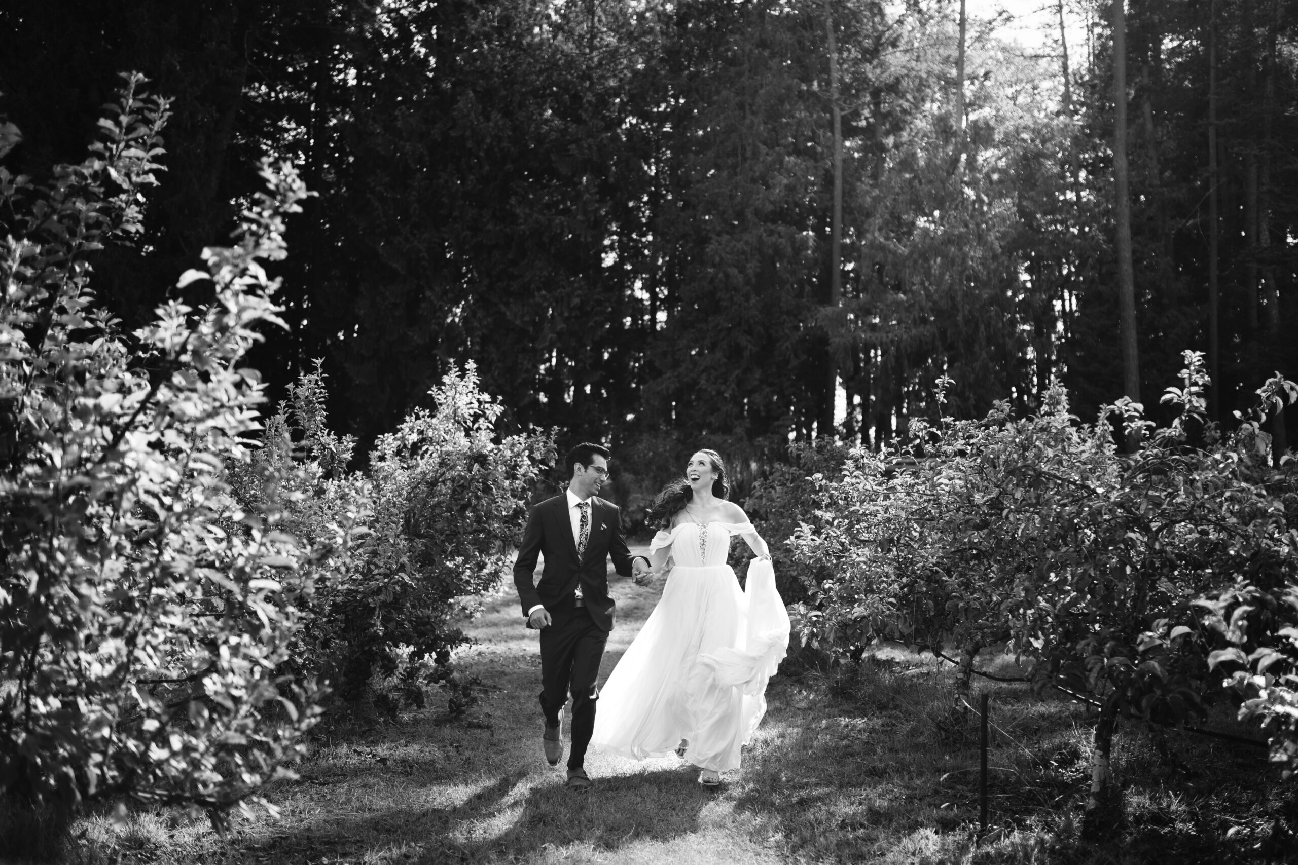 Bride and groom run excitedly down an aisle of apple trees in the orchard of Sea Cider Farm